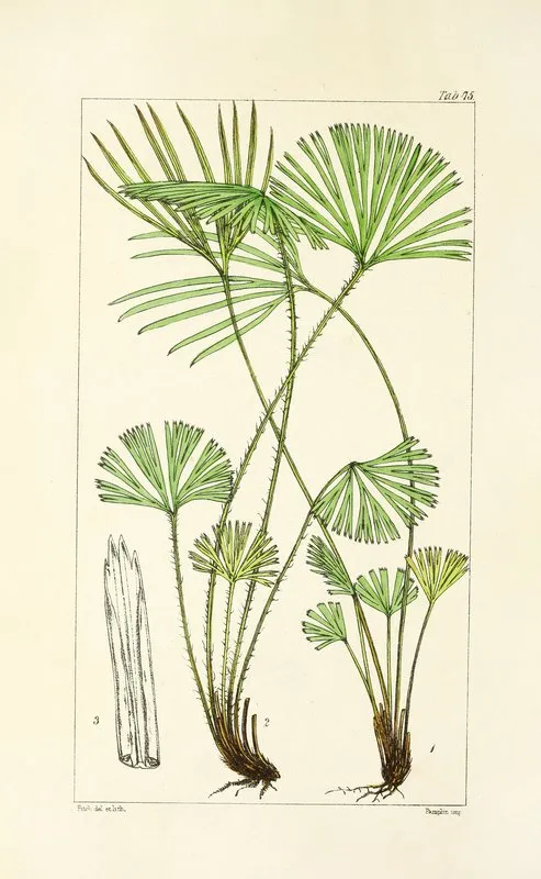A Century Of Ferns Pl 71 Wall Art by William Jackson Hooker - High-Resolution Digital Print