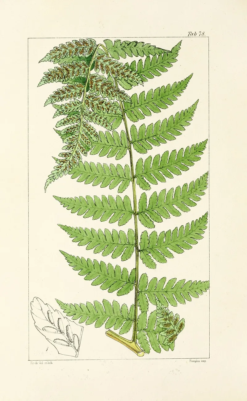 A Century Of Ferns Pl 74 Wall Art by William Jackson Hooker - High-Resolution Digital Print