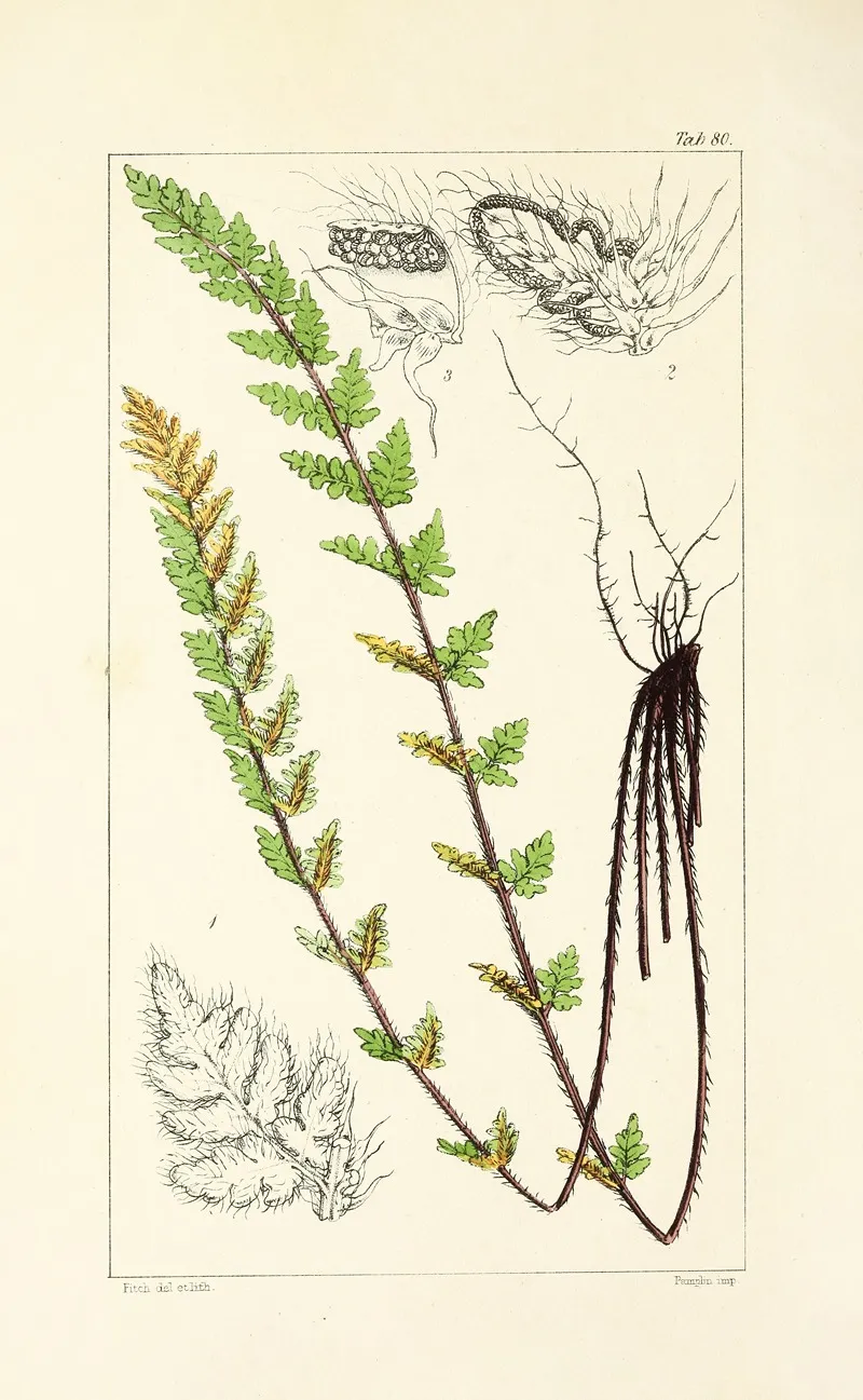 A Century Of Ferns Pl 76 Wall Art by William Jackson Hooker - High-Resolution Digital Print