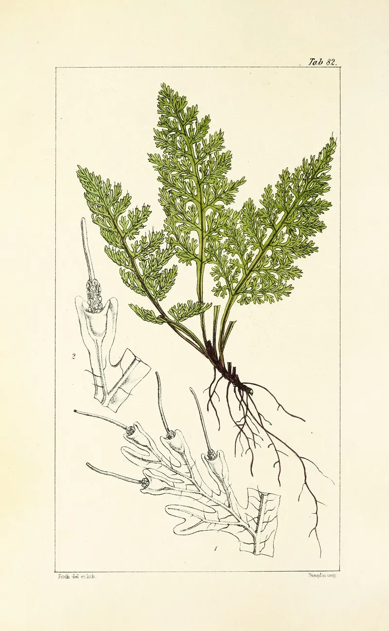A Century Of Ferns Pl 78 Wall Art by William Jackson Hooker - High-Resolution Digital Print