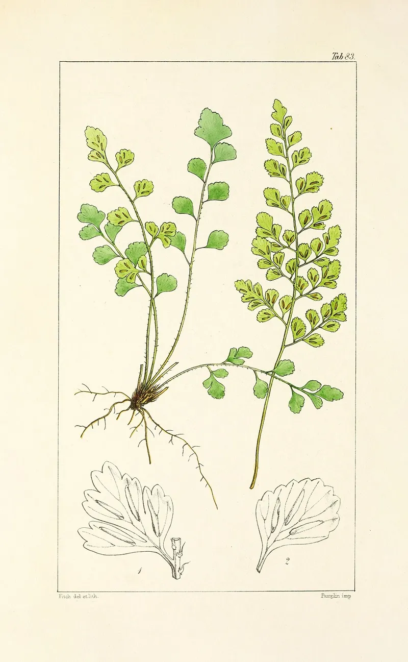 A Century Of Ferns Pl 79 Wall Art by William Jackson Hooker - High-Resolution Digital Print