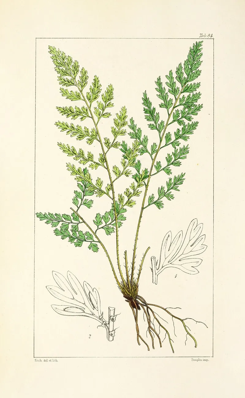 A Century Of Ferns Pl 80 Wall Art by William Jackson Hooker - High-Resolution Digital Print