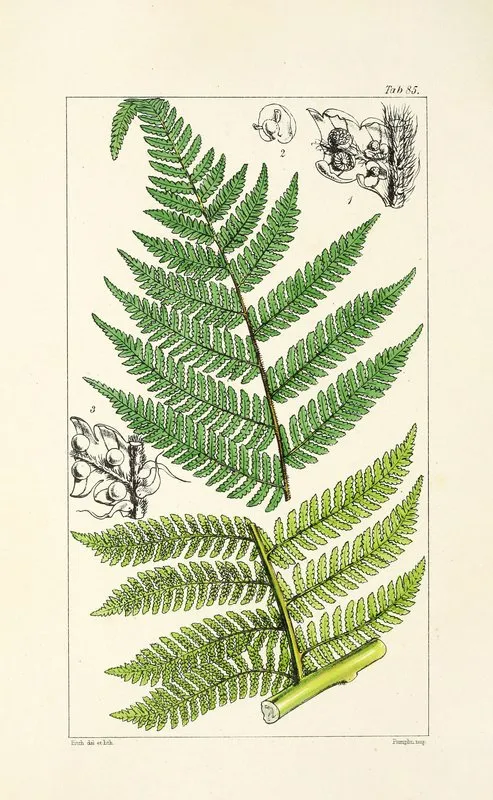 A Century Of Ferns Pl 81 Wall Art by William Jackson Hooker - High-Resolution Digital Print