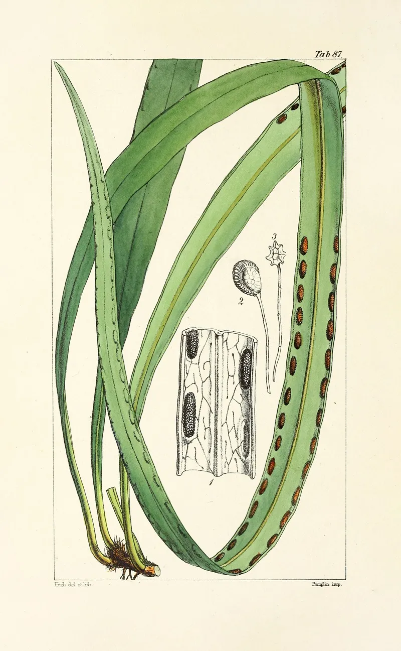 A Century Of Ferns Pl 83 Wall Art by William Jackson Hooker - High-Resolution Digital Print