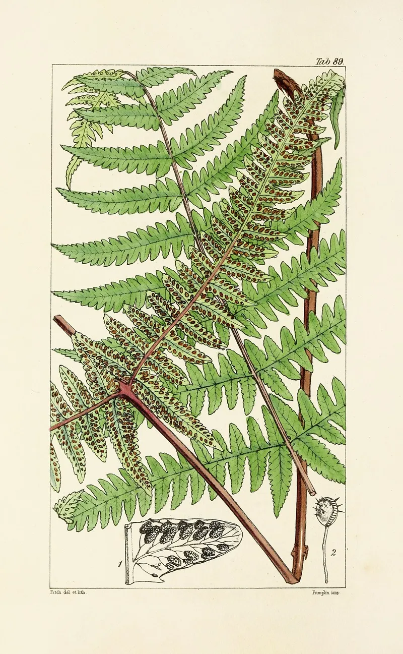 A Century Of Ferns Pl 85 Wall Art by William Jackson Hooker - High-Resolution Digital Print