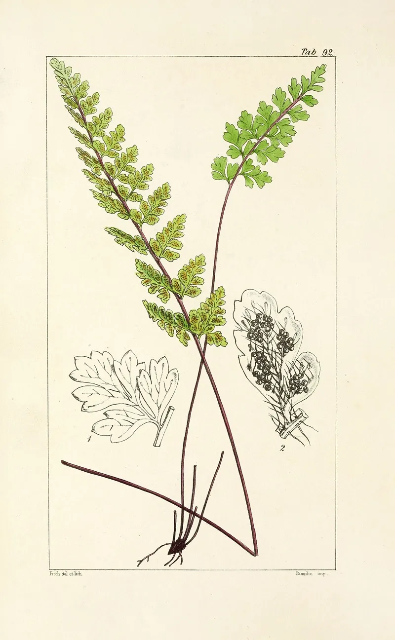 A Century Of Ferns Pl 88 Wall Art by William Jackson Hooker - High-Resolution Digital Print