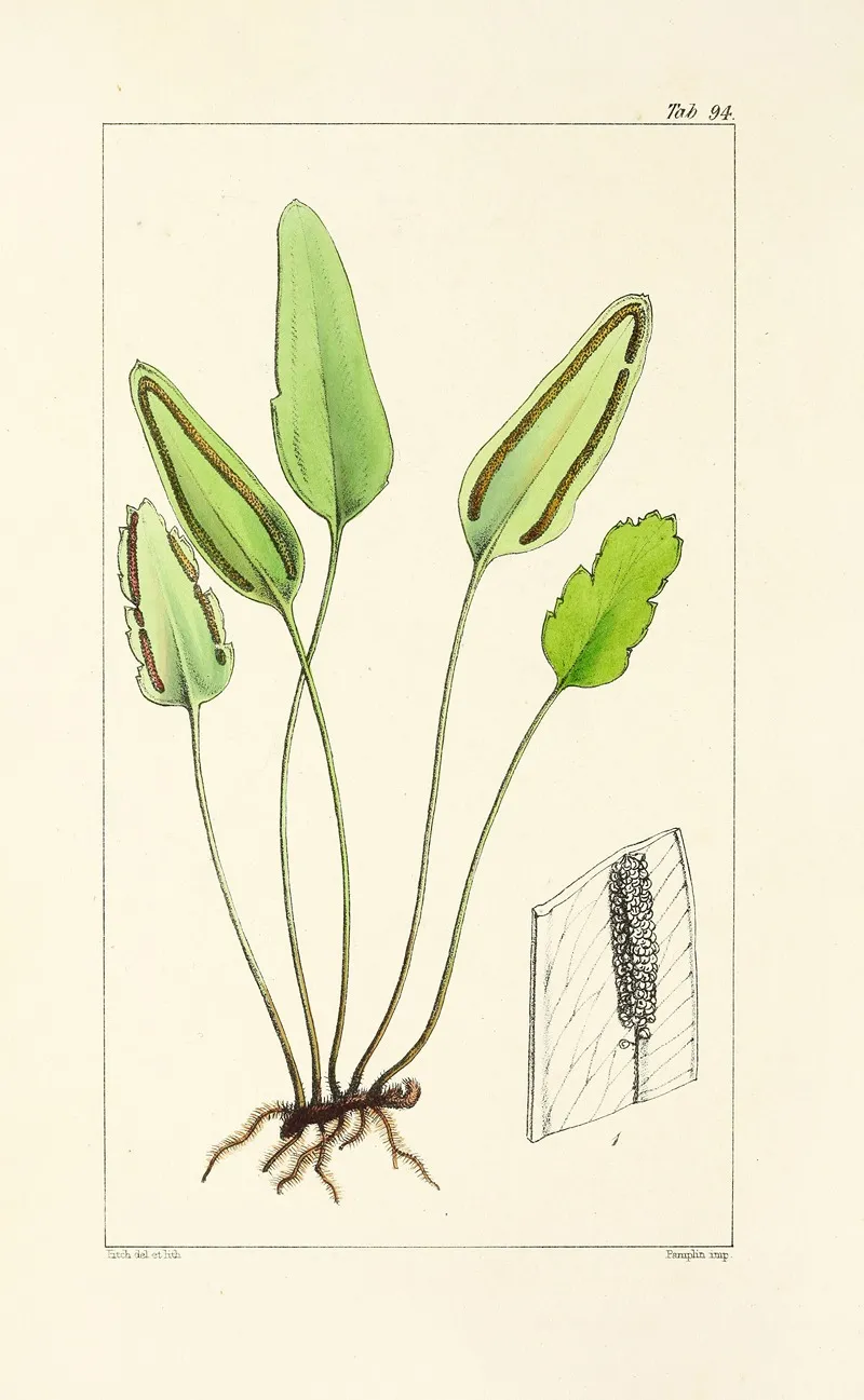 A Century Of Ferns Pl 90 Wall Art by William Jackson Hooker - High-Resolution Digital Print