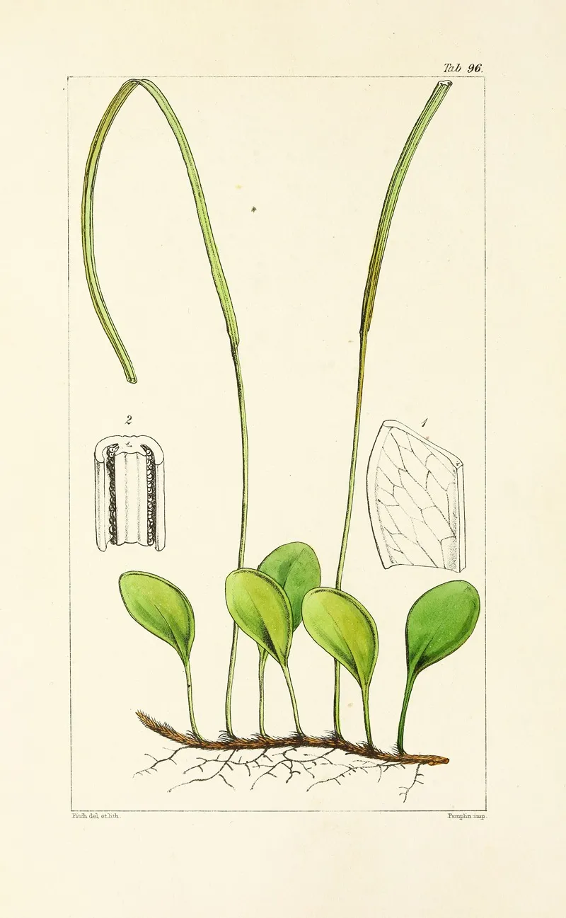 A Century Of Ferns Pl 92 Wall Art by William Jackson Hooker - High-Resolution Digital Print