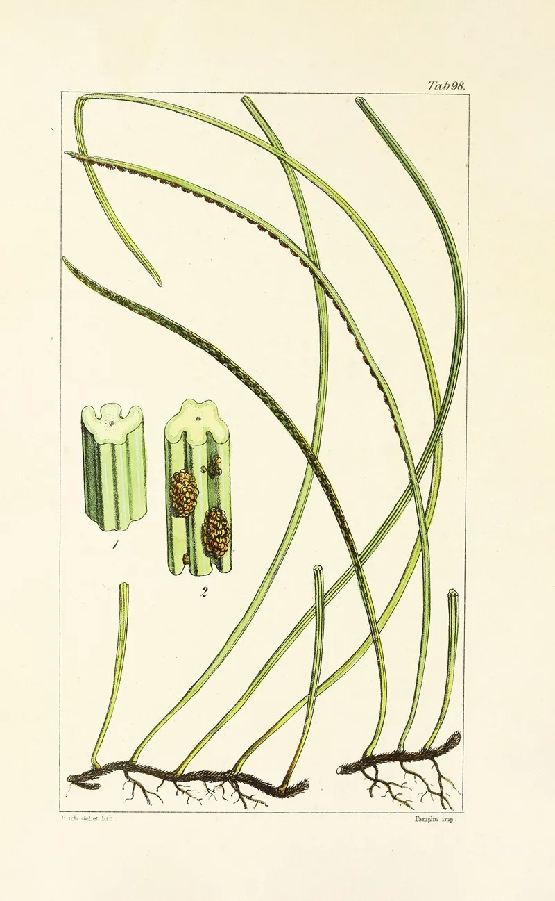 A Century Of Ferns Pl 94 Wall Art by William Jackson Hooker - High-Resolution Digital Print