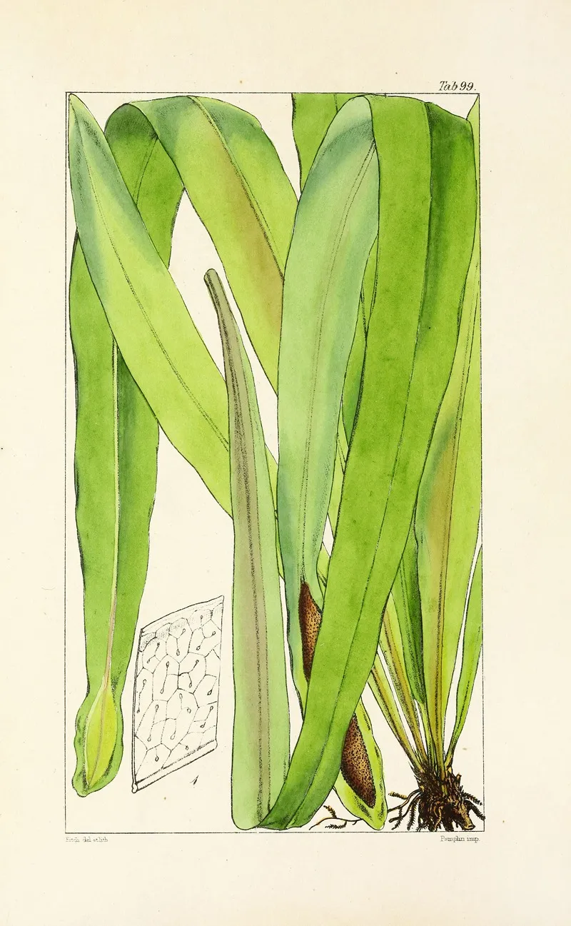 A Century Of Ferns Pl 95 Wall Art by William Jackson Hooker - High-Resolution Digital Print