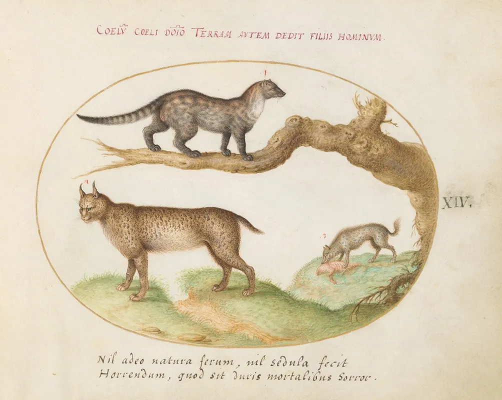 A Civet A Lynx And A Hyena Eating A Dog