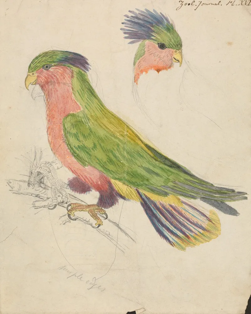 A Cockatoo 2 Wall Art by James de Carle Sowerby - High-Resolution Digital Print