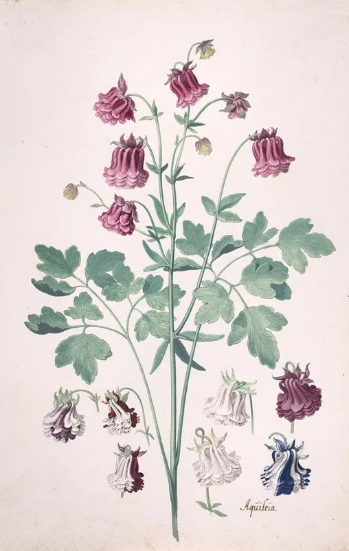 A Columbine Or Grannys Bonnet Aquilegia With Additional Studies Of Flowers Wall Art by Pieter Holsteyn II - High-Resolution Digital Print