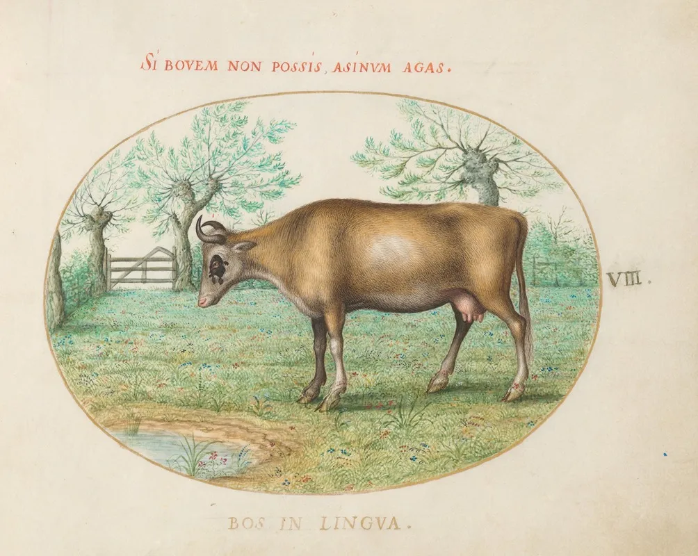 A Cow 3