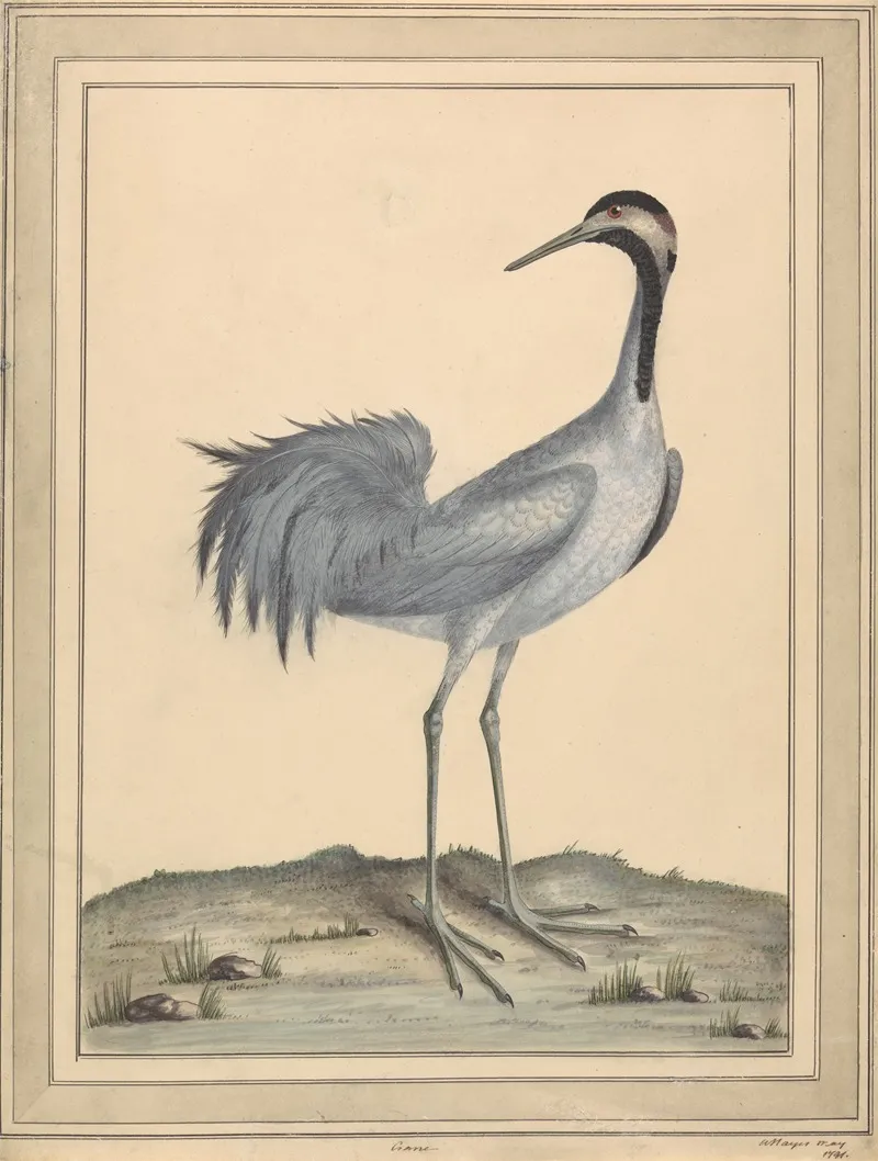 A Crane 2 Wall Art by William Hayes - High-Resolution Digital Print