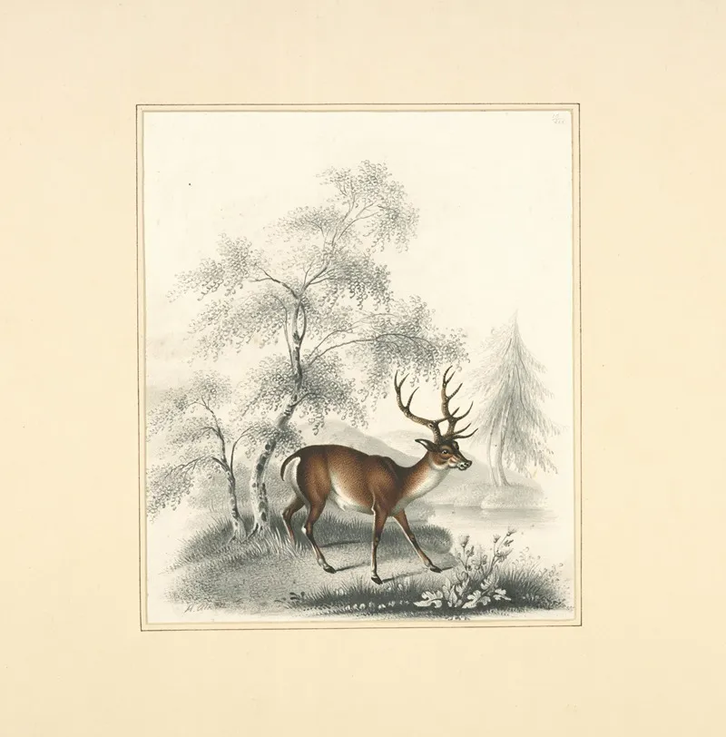 A Deer