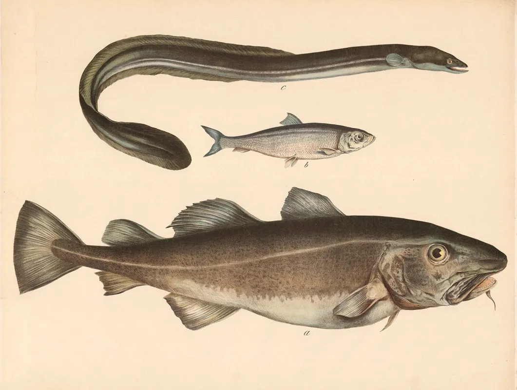 A Der Kabeljau Gadus Morrhua B Der Haring Clupea Harengus C Der Aal Anguilla Fluviatilis Wall Art by Franz Engleder - High-Resolution Digital Print