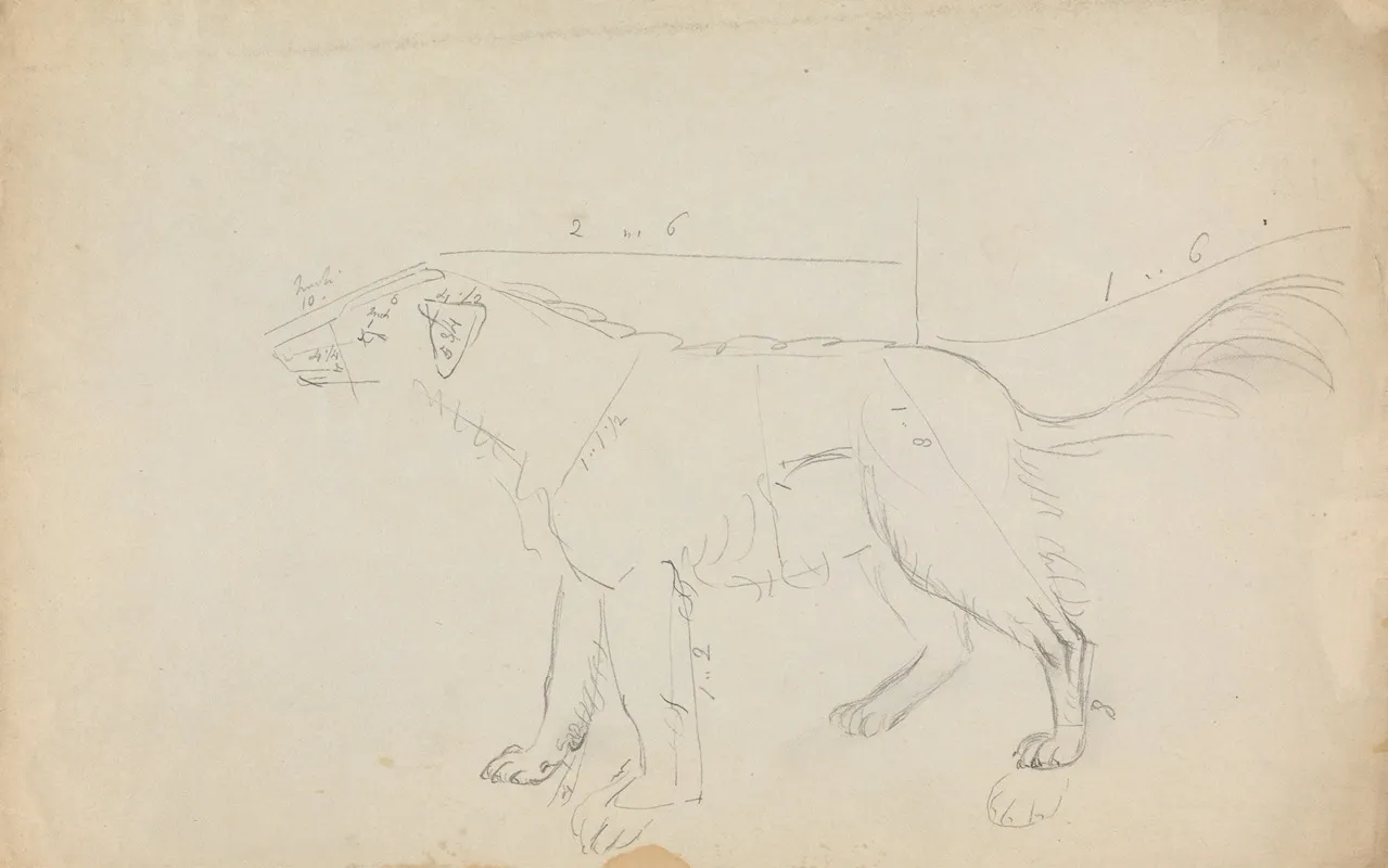 A Dog Marked With Measurements