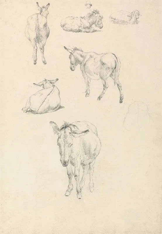 A Donkey Six Studies Lying Walking Standing Sitting