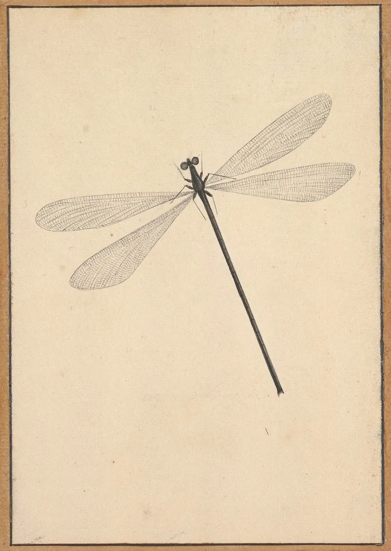 A Dragonfly Wall Art by Nicolaas Struyk - High-Resolution Digital Print