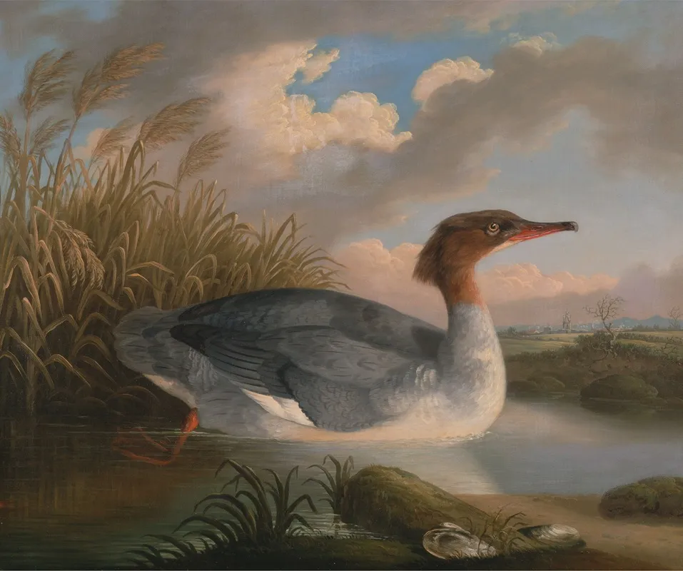 A Dun Diver Goosander Wall Art by Robert Wilkinson Padley - High-Resolution Digital Print