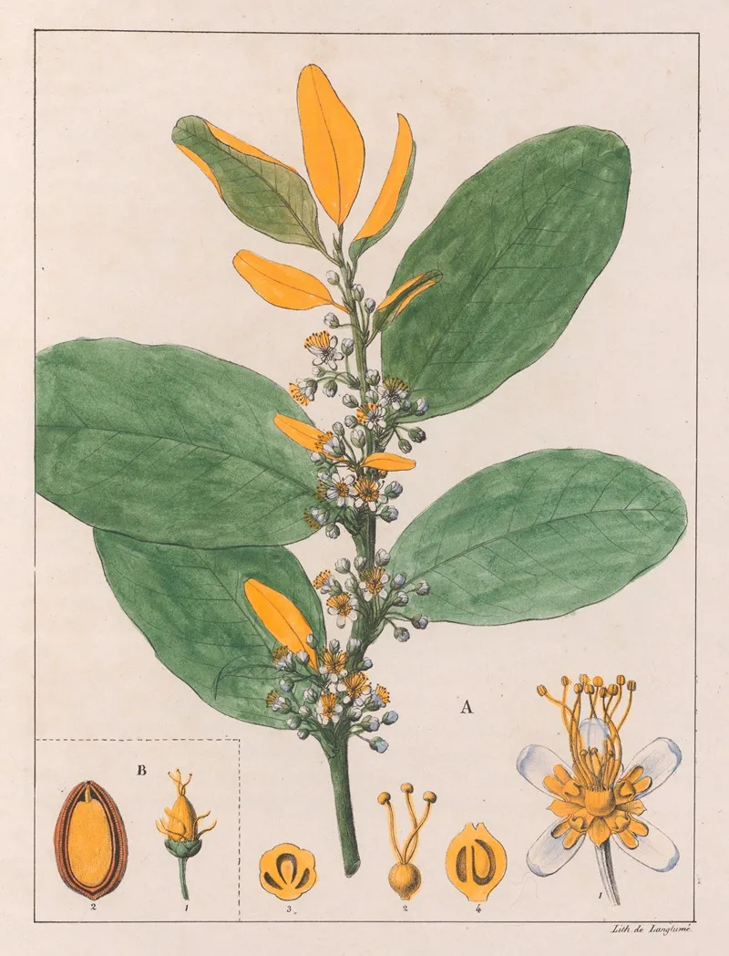 A Erythroxylum Suberosum B Erythroxylum Deciduum Wall Art by Auguste de Saint-Hilaire - High-Resolution Digital Print