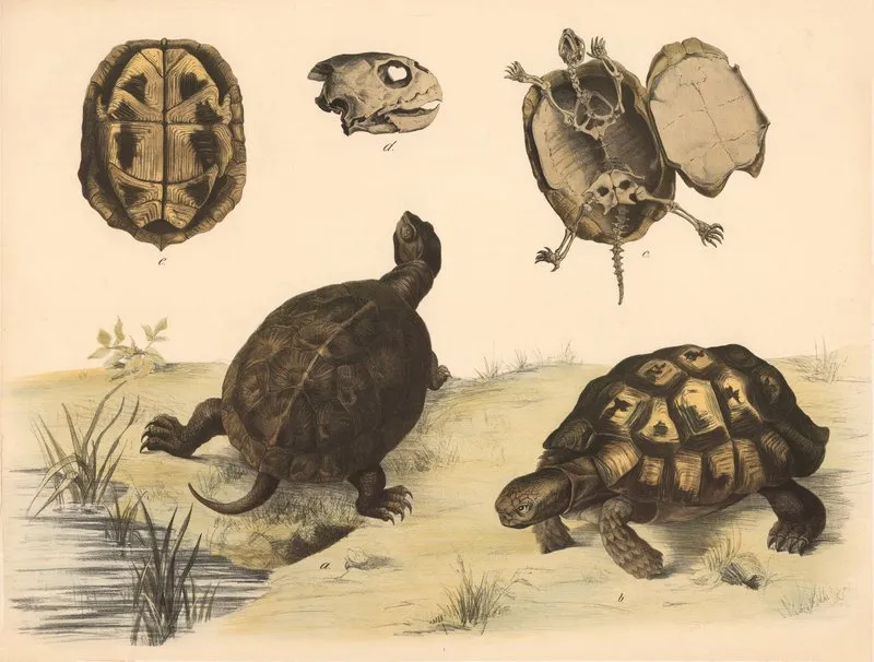 A Europaische Sumpfschilkrote Emys Europaea B Griechische Schilkrote Testudo Graeca Wall Art by Franz Engleder - High-Resolution Digital Print