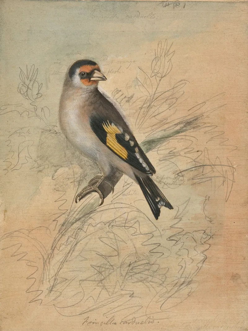 A European Goldfinch 2