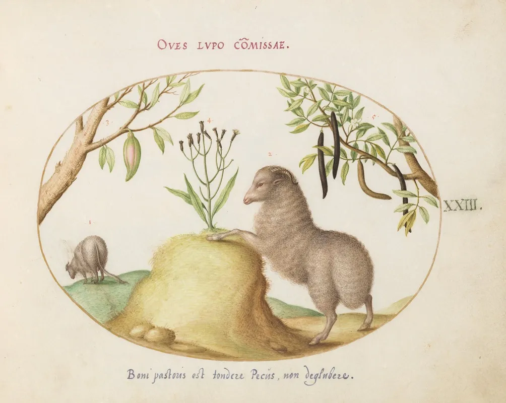 A Fat Tailed Sheep A Sheep With A Long Tail A Cassia Purgatrixand Other Plants