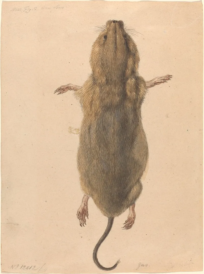 A Field Mouse From Above Wall Art by Johann Rudolph Schellenberg - High-Resolution Digital Print