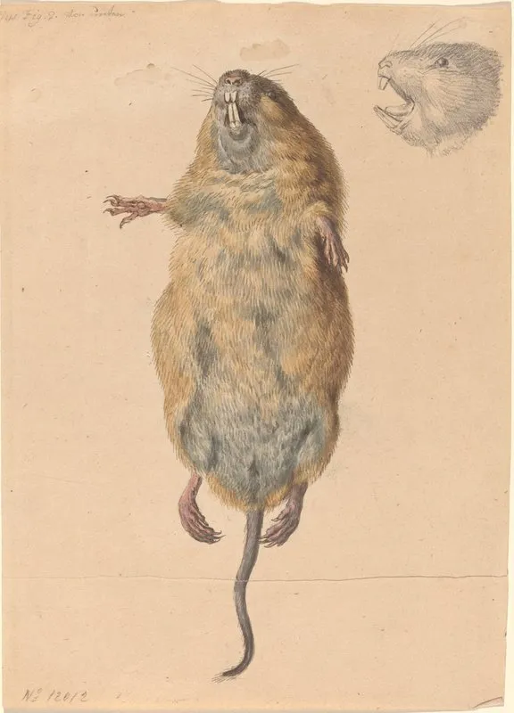 A Field Mouse From Below Wall Art by Johann Rudolph Schellenberg - High-Resolution Digital Print