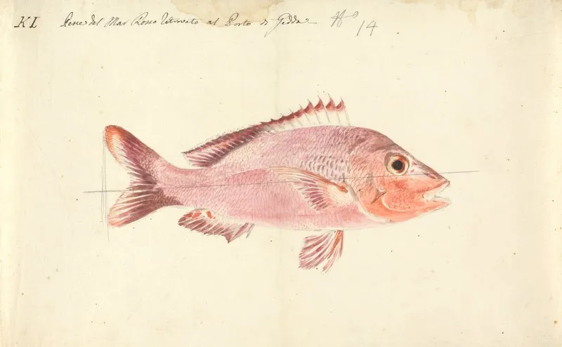 A Fish From The Red Sea 2
