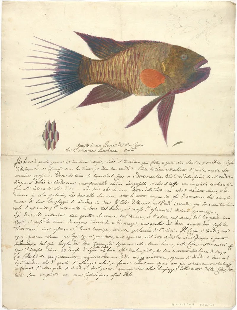 A Fish From The Red Sea