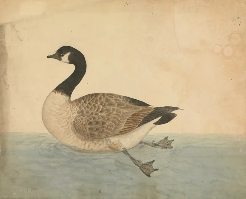 A Goose