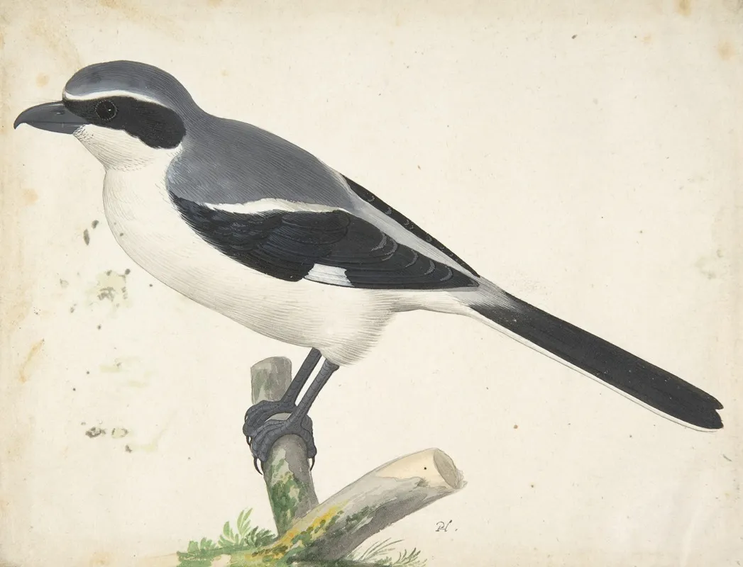 A Great Grey Shrike Wall Art by Pieter Holsteyn II - High-Resolution Digital Print