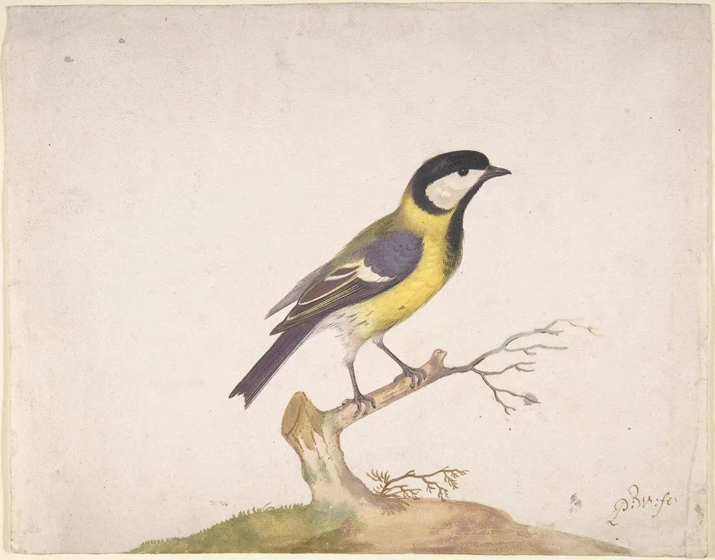 A Great Titmouse Parus Major Perched On A Branch Wall Art by Pieter Withoos - High-Resolution Digital Print