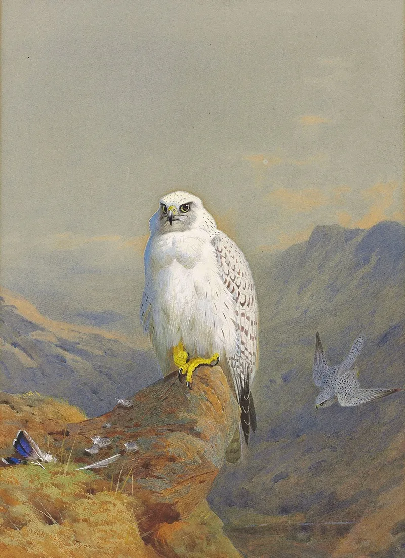 A Greenland Falcon On A Rocky Outcrop Wall Art by Archibald Thorburn - High-Resolution Digital Print
