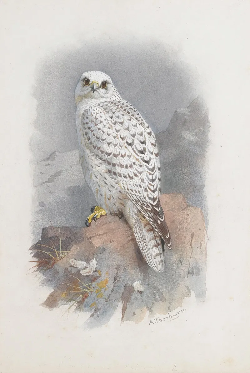 A Greenland Falcon Wall Art by Archibald Thorburn - High-Resolution Digital Print