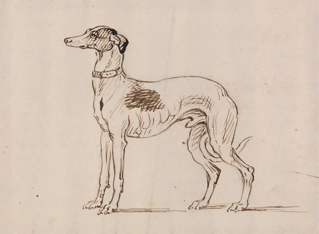 A Greyhound Facing Left