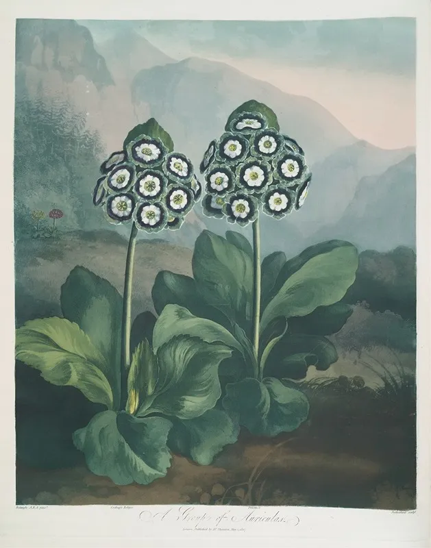 A Group Of Auriculas 2 Wall Art by Robert John Thornton - High-Resolution Digital Print