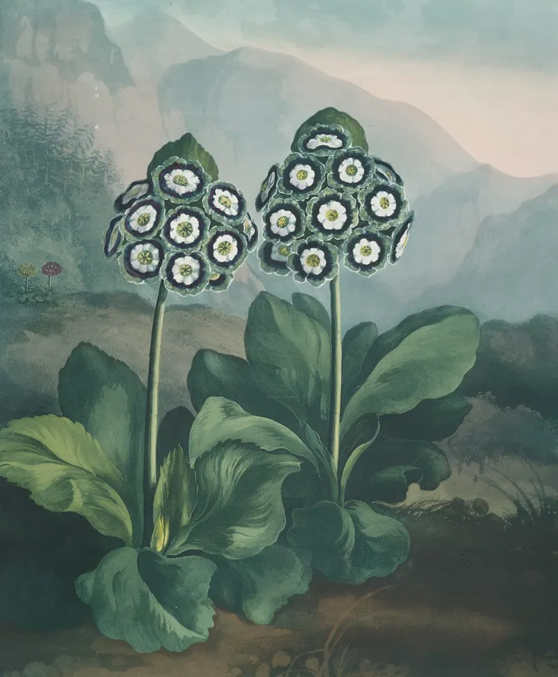 A Group Of Auriculas Wall Art by Robert John Thornton - High-Resolution Digital Print
