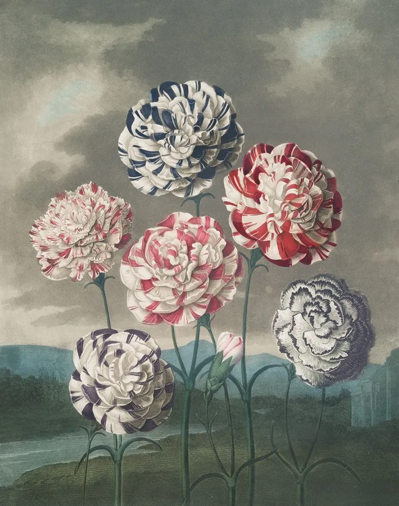 A Group Of Carnations 2 Wall Art by Robert John Thornton - High-Resolution Digital Print