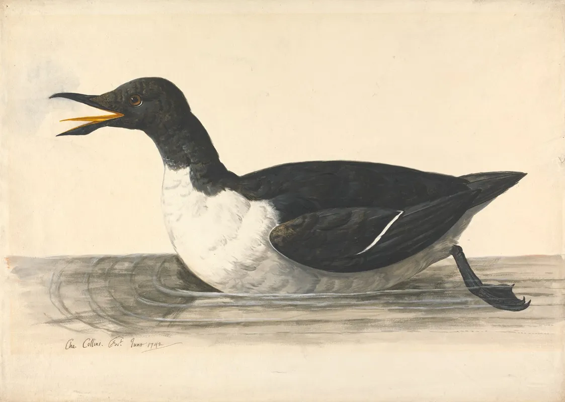 A Guillemot June 1742 Wall Art by Charles Collins - High-Resolution Digital Print
