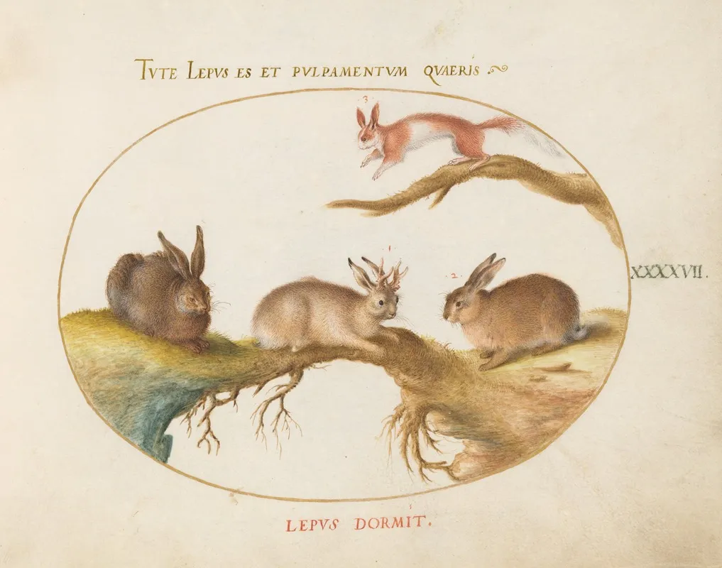 A Hare Jackalope A Rabbit And A Spotted Squirrel
