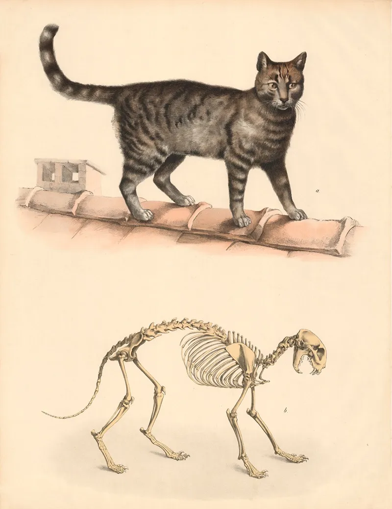 A Hauskatze Felis Domesticus B Skelett Derselben Wall Art by Franz Engleder - High-Resolution Digital Print