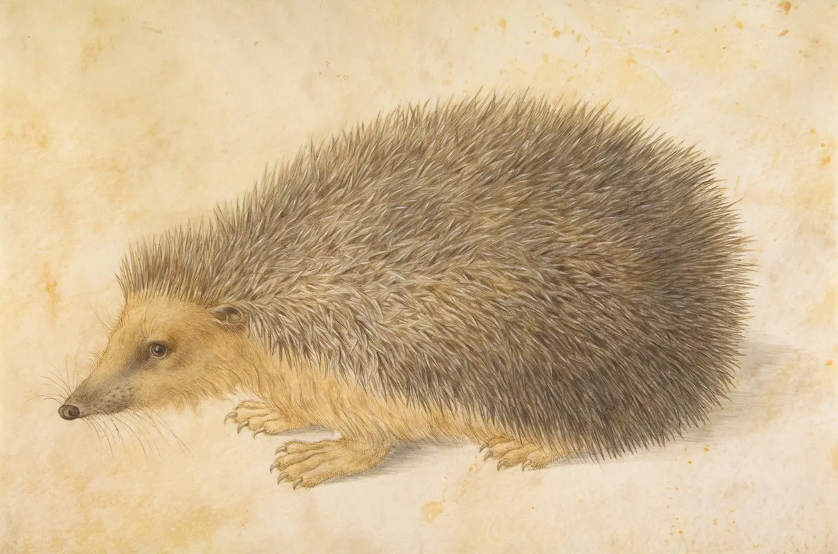 A Hedgehog Erinaceus Roumanicus Wall Art by Hans Hoffmann - High-Resolution Digital Print