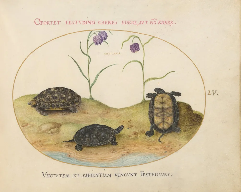 A Hermanns Or Greek Tortoise Two European Pond Turtles And Two Fritillaria