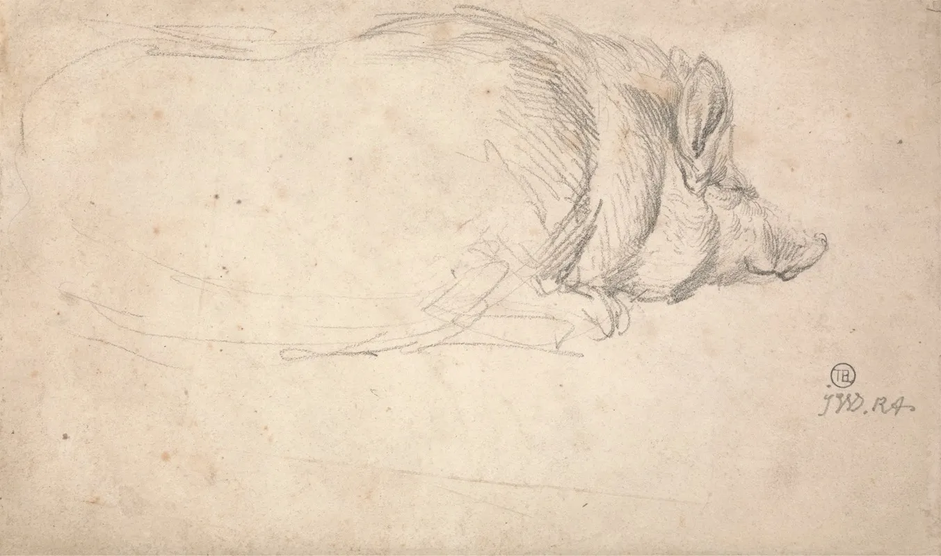 A Hog Sleeping