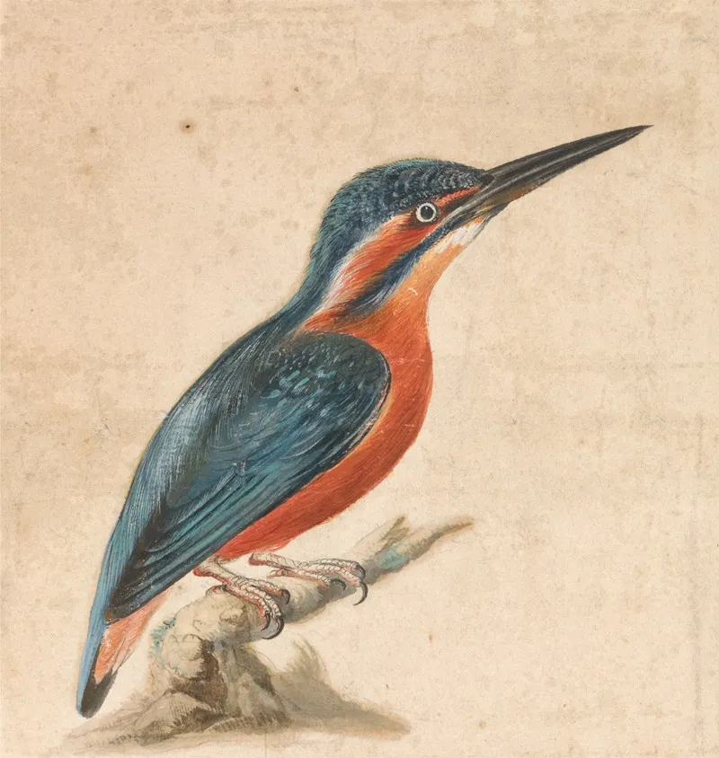A Kingfisher 3 Wall Art by Thomas Atwood - High-Resolution Digital Print