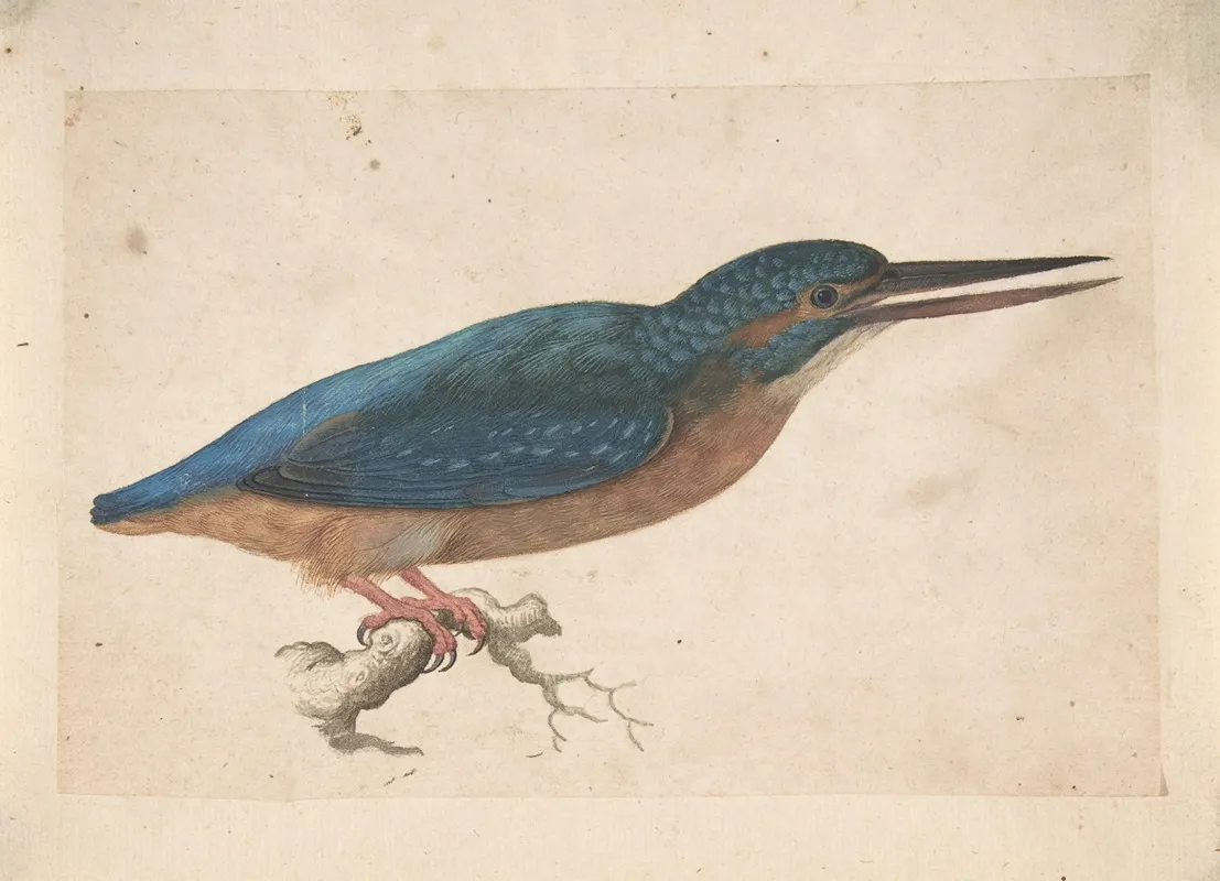 A Kingfisher On A Branch Wall Art by Jacques Le Moyne de Morgues - High-Resolution Digital Print